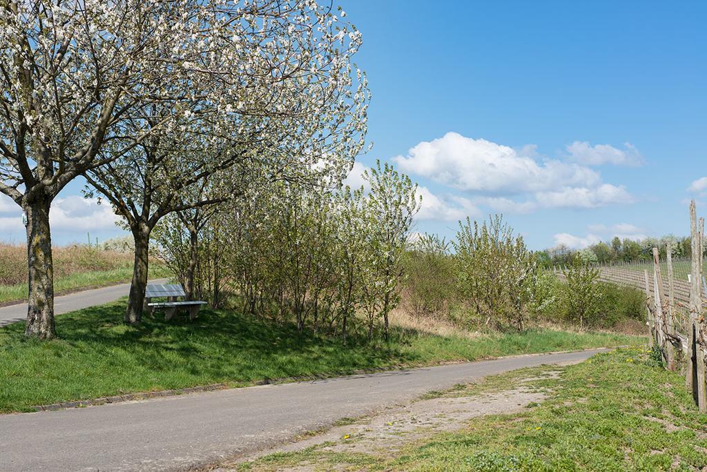Weingut & Gaestehaus Edwin Hoffmann Trittenheim Zewnętrze zdjęcie